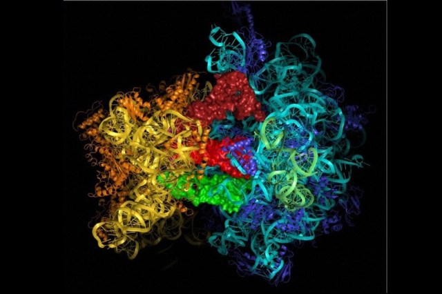A ribosome